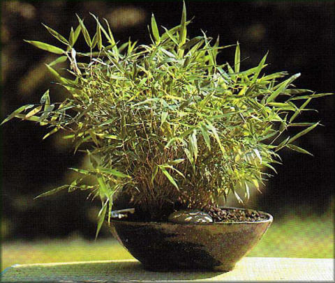 Pleioblastus chino variegata gracilis en bonsa