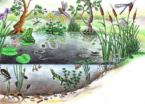 Biodiversit, faune et flore aquatiques